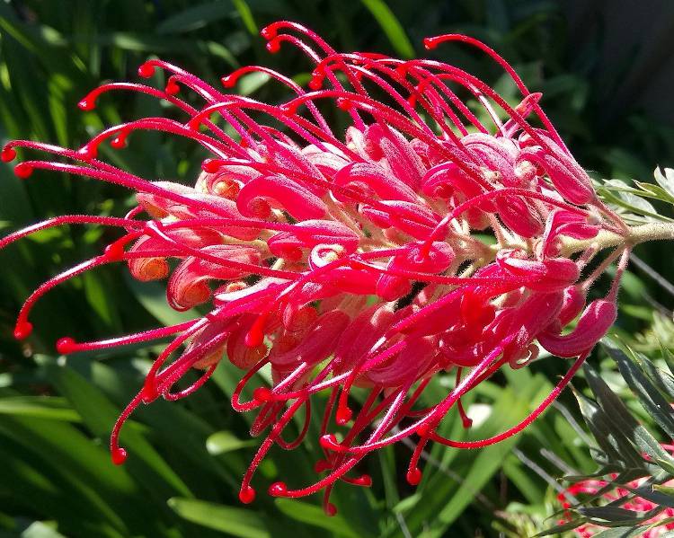 8 astuces pour créer un jardin exotique – Jardiner Malin