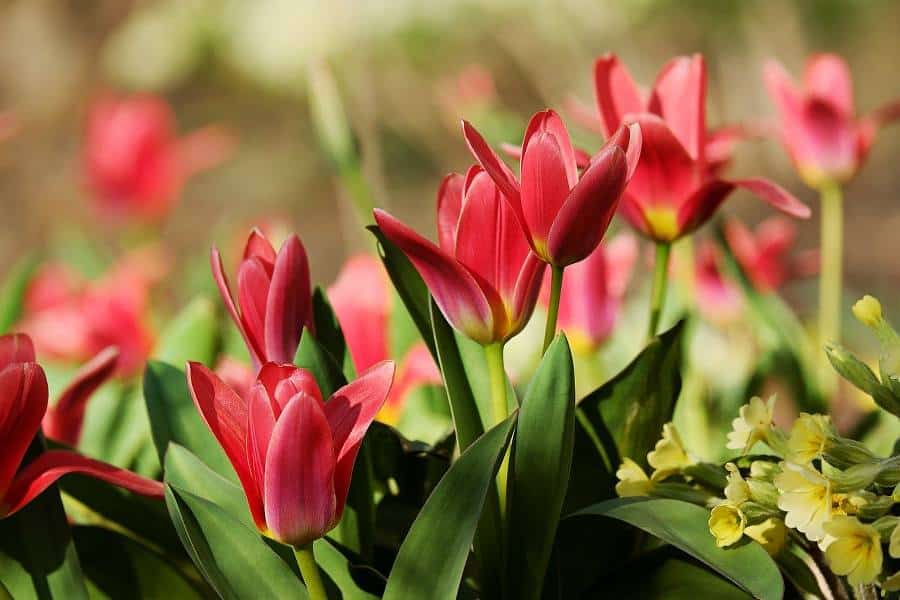 fleurs rouges pour jardin