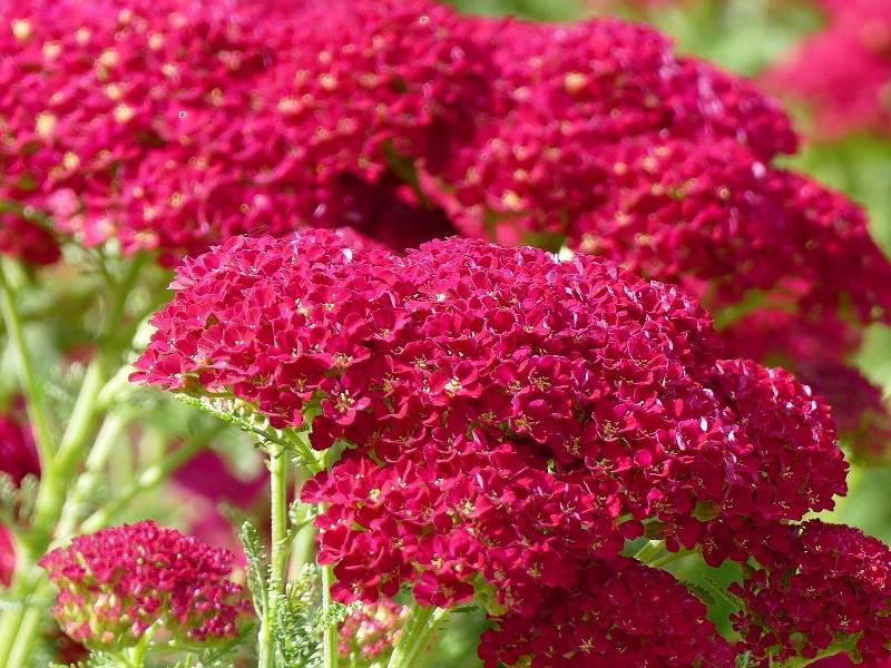 Descubra 48 kuva fleur rouge annuelle - Thptnganamst.edu.vn