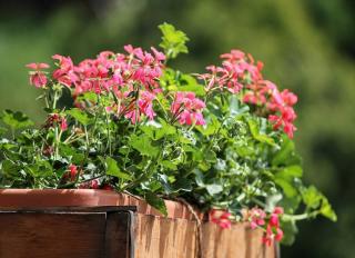 geranium en jardiniere en fleur