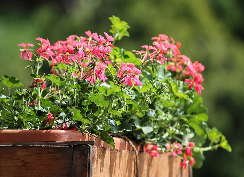 Jardinière d'été : idées de plantes et conseils – Jardiner Malin