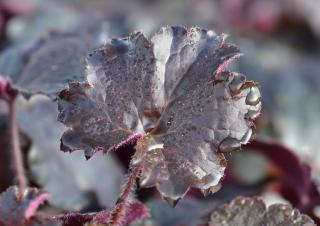 heuchere heuchera noire