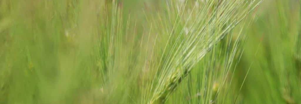 Les choux au potager Variétés et conseils de culture