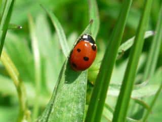 interet Coccinelle introduction