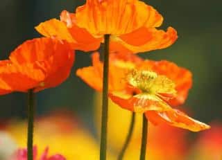 jardin Fleurs oranges