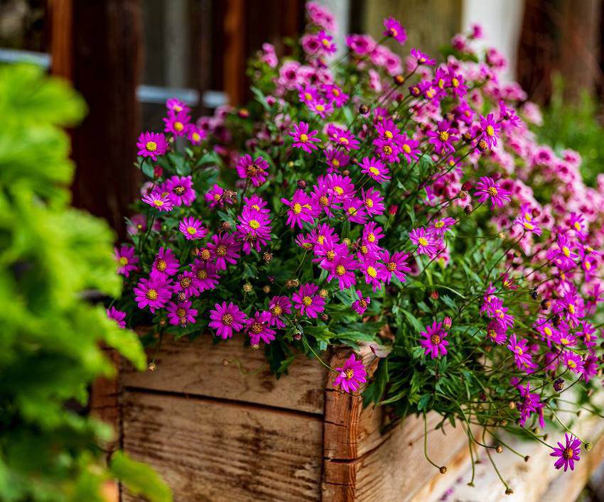 Jardinière d'automne : plantes, fleurs et conseils – Jardiner Malin