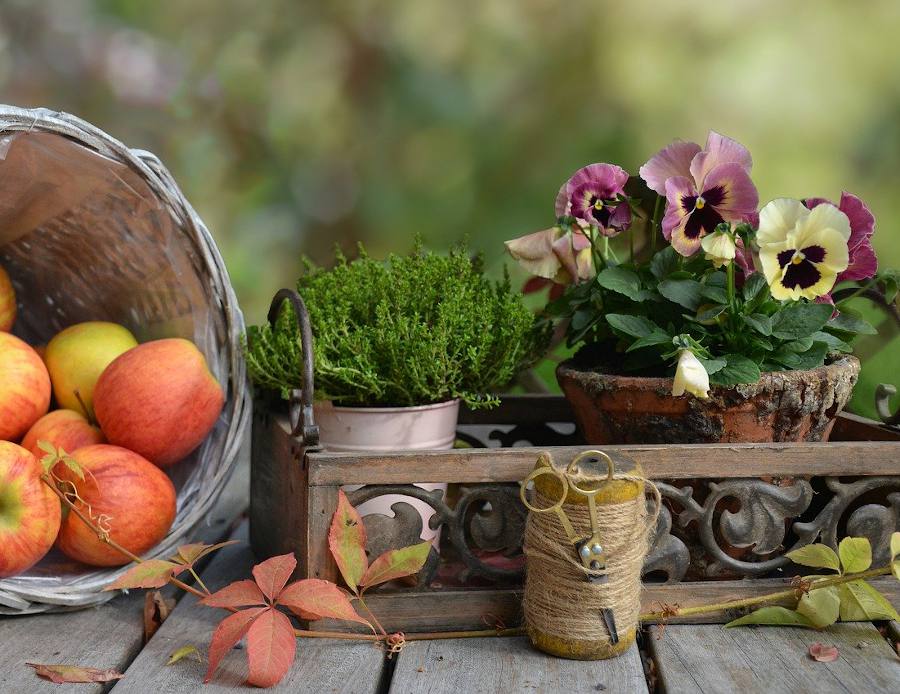 Jardinière d'automne : plantes, fleurs et conseils – Jardiner Malin