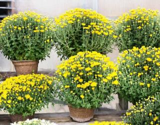 jardiniere chrysantheme automne