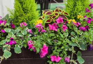 jardiniere fleurs et petit conifere