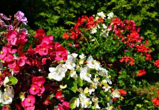 longue floraison pour jardiniere