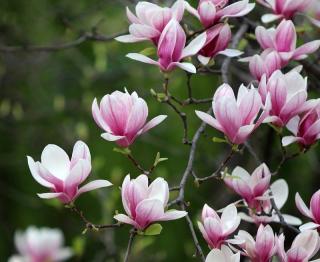 magnolia terre de bruyere