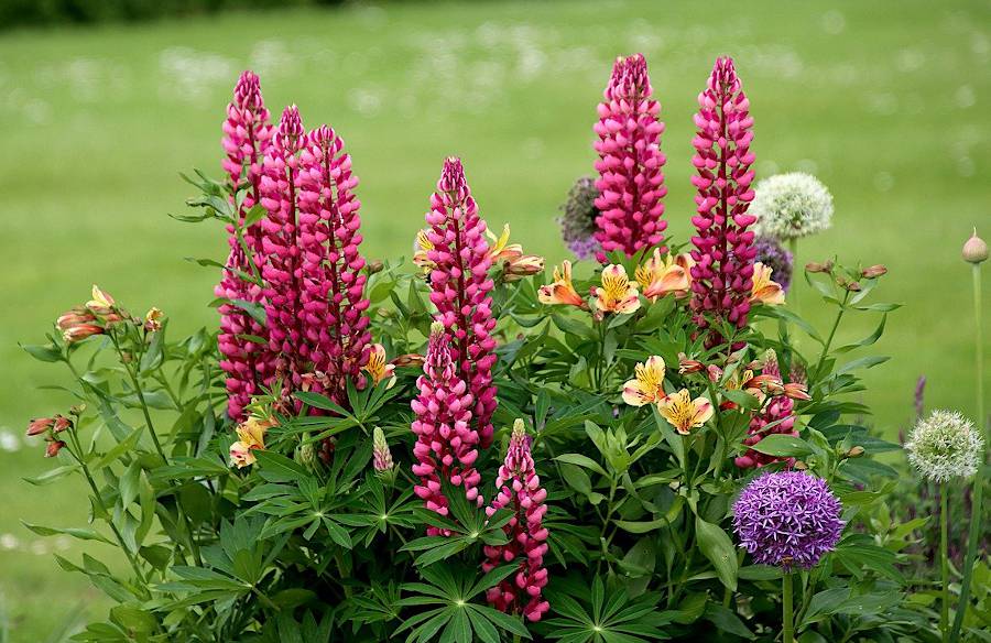 10 fleurs d'été pour un massif fleuri tout l'été - Jardiner Malin