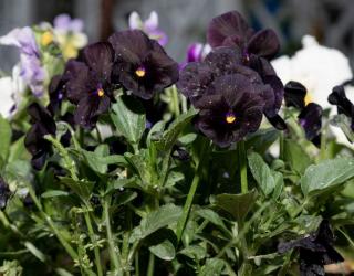 pensee fleur noire viola