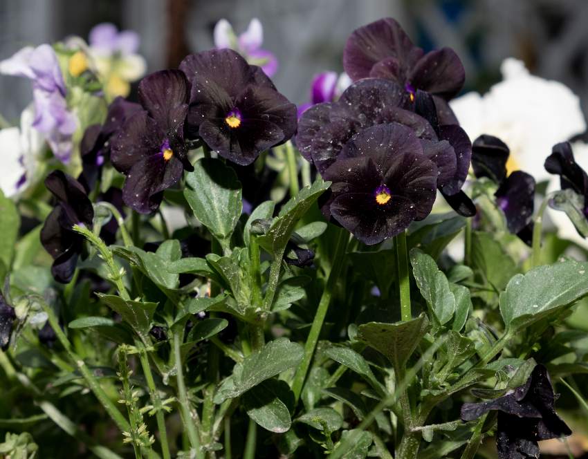 Liste de 9 plantes noires pour le jardin – Jardiner Malin
