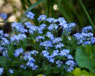 petite fleur qui fleurit au printemps