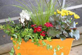 plante pour jardiniere ombre