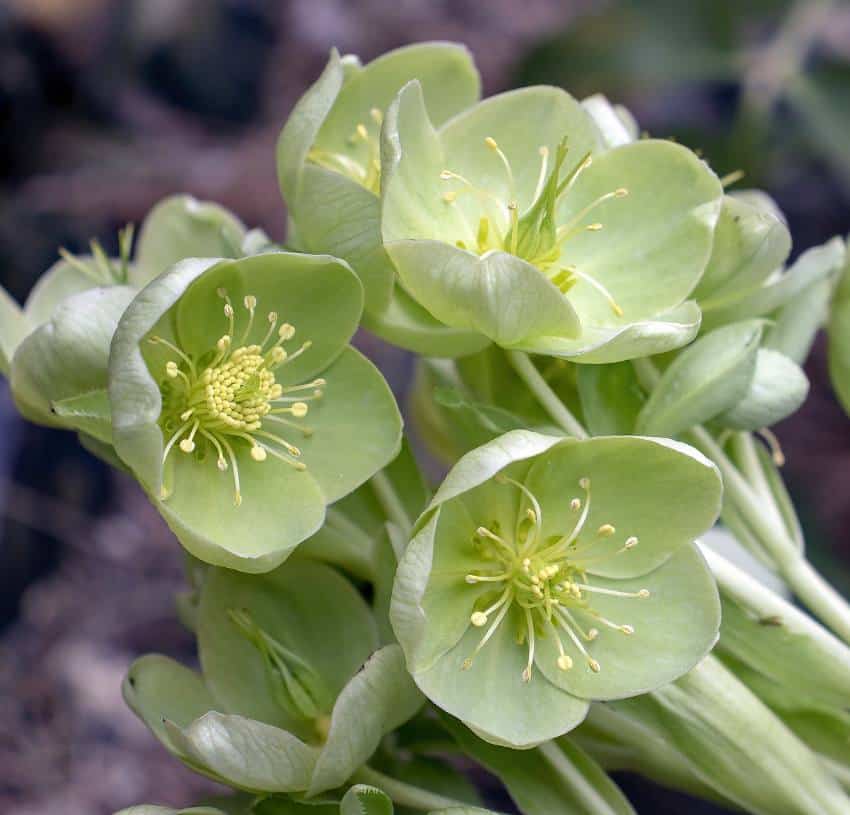 10 fleurs d'hiver - Plantes, arbustes, grimpantes - Jardiner Malin