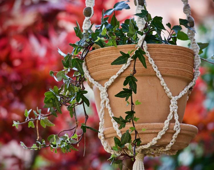 9 plantes retombantes d'extérieur pour balcon et terrasse