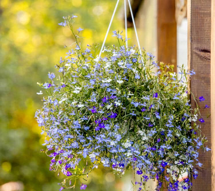 9 plantes retombantes d'extérieur pour balcon et terrasse