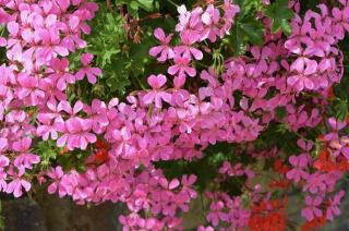 plante suspension pour terrasse