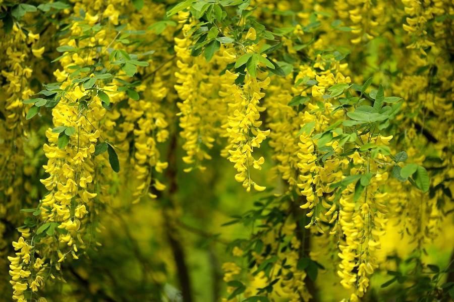 plantes Fleurs jaunes