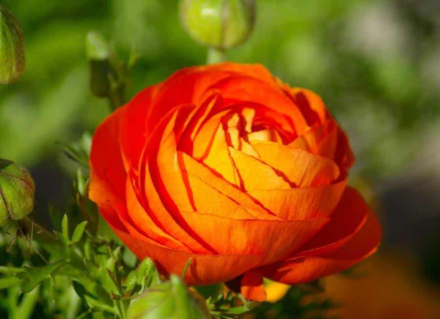 Fleurs orange : liste de 9 fleurs incontournables pour le jardin