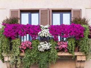 plantes grimpantes Vis a vis balcon