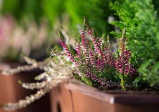 plantes pour Jardiniere hiver