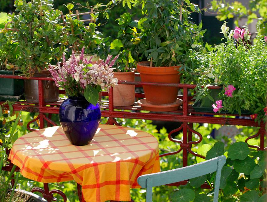 plantes pour Vis a vis balcon