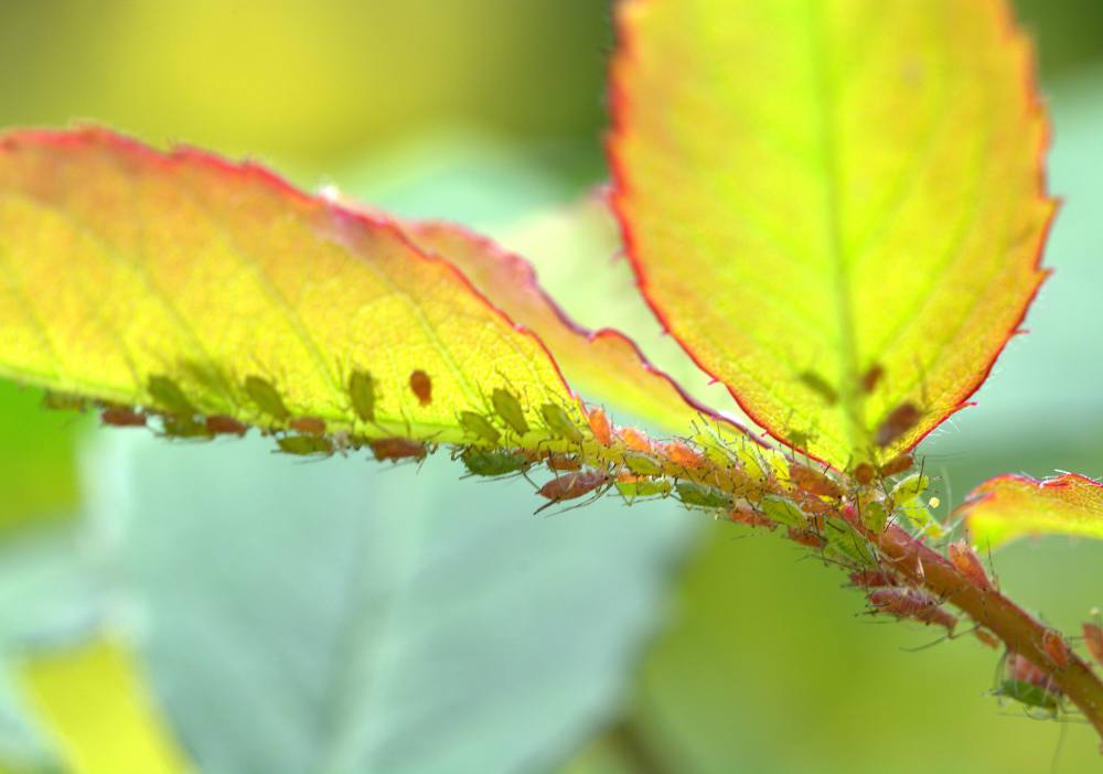 Maladies du rosier : Identifier et Traiter