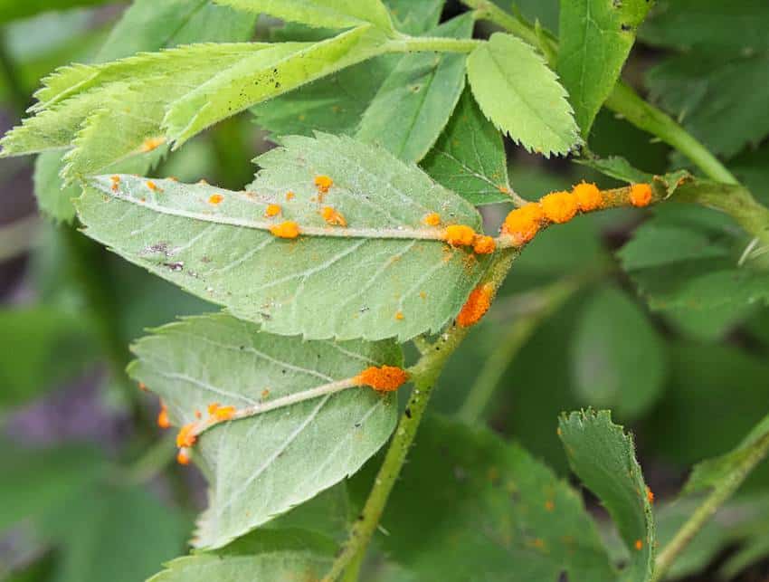 Chlorose du rosier : symptômes et traitements – Clinique des Plantes