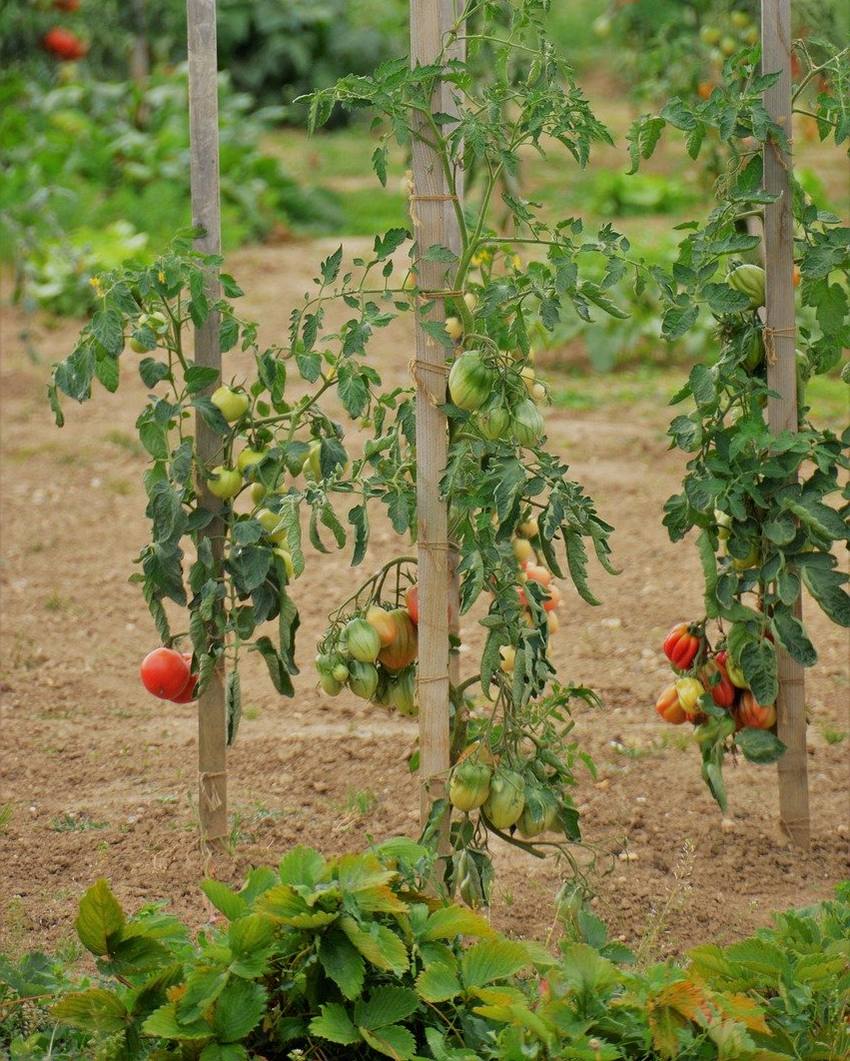 Tomate 'Cœur de bœuf' : culture, entretien et récolte