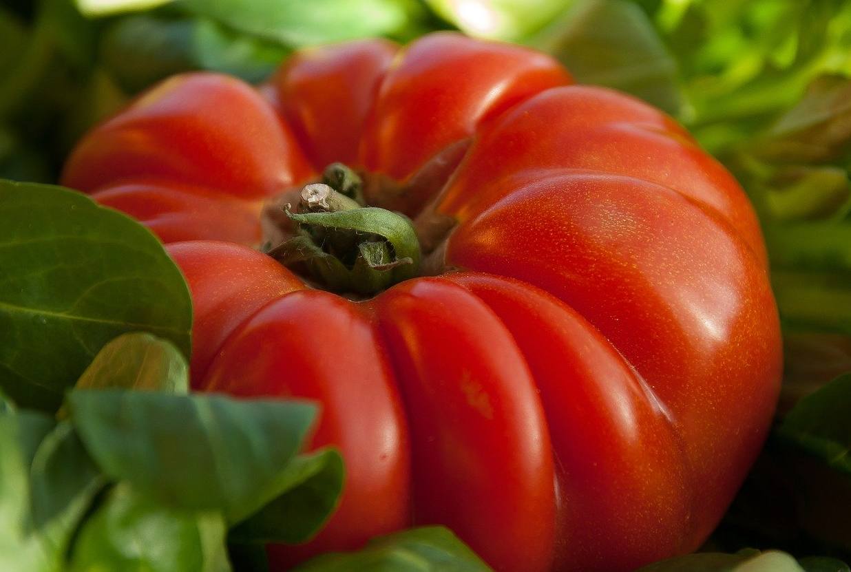 Tomate Coeur de Boeuf - Boutique Mjardiner