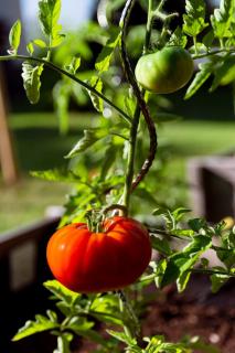 tomate marmande