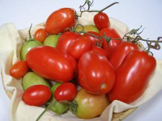 tomate roma culture conseils