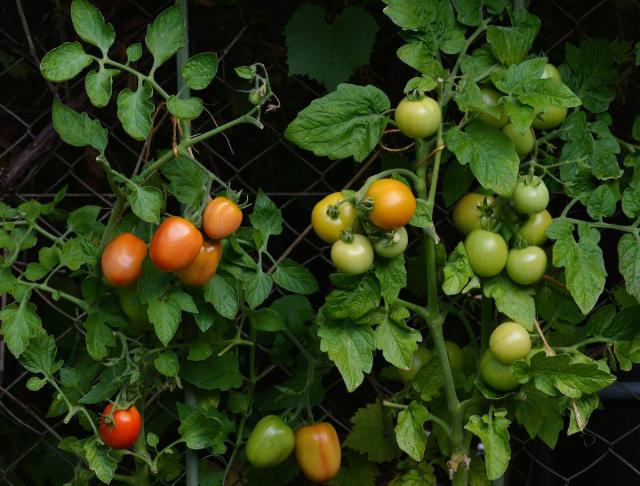 Tomates sans maladie : lutte et traitement