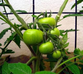 tomate sur treillis