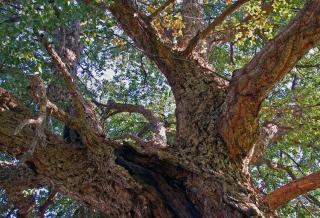 tronc du quercus suber - chene liege