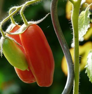 tuteur spirale tomate