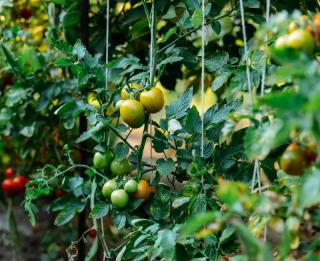 tuteur tomate avec fil corde