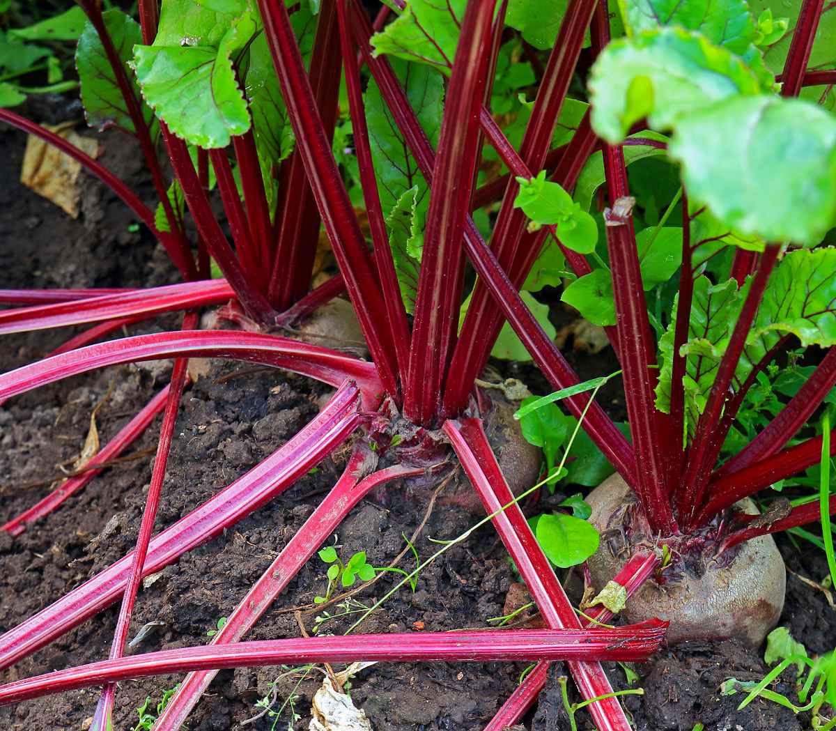 Comment savoir quand récolter les betteraves ? - Jardin au Naturel