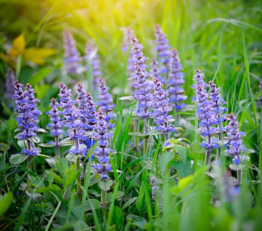 Bugle rampante - Ajuga reptans