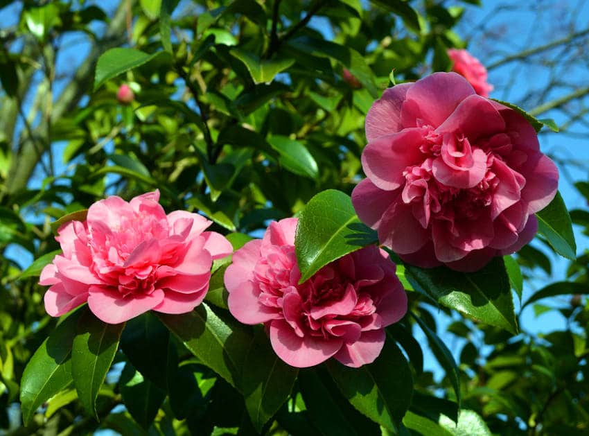 Camélia du Japon : plantation, entretien, taille et floraison