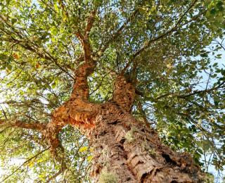 Chêne liège - Quercus suber