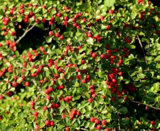 Cotoneaster