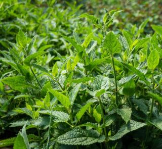 Crosne du japon - Stachys affinis culture