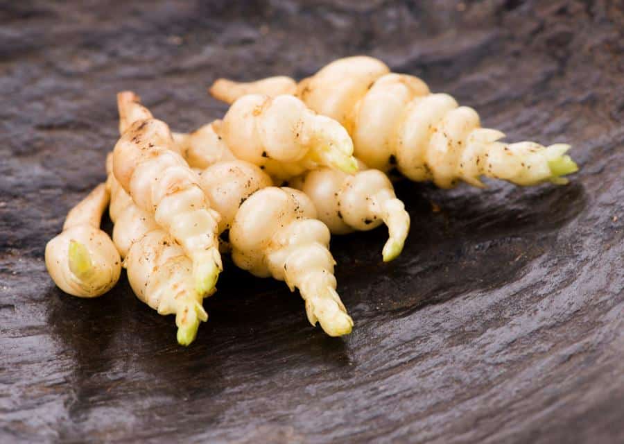 Crosne du japon - Stachys affinis