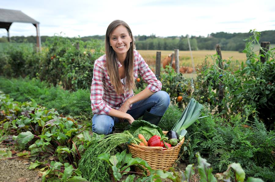 Potager et légumes : conseils de culture et entretien