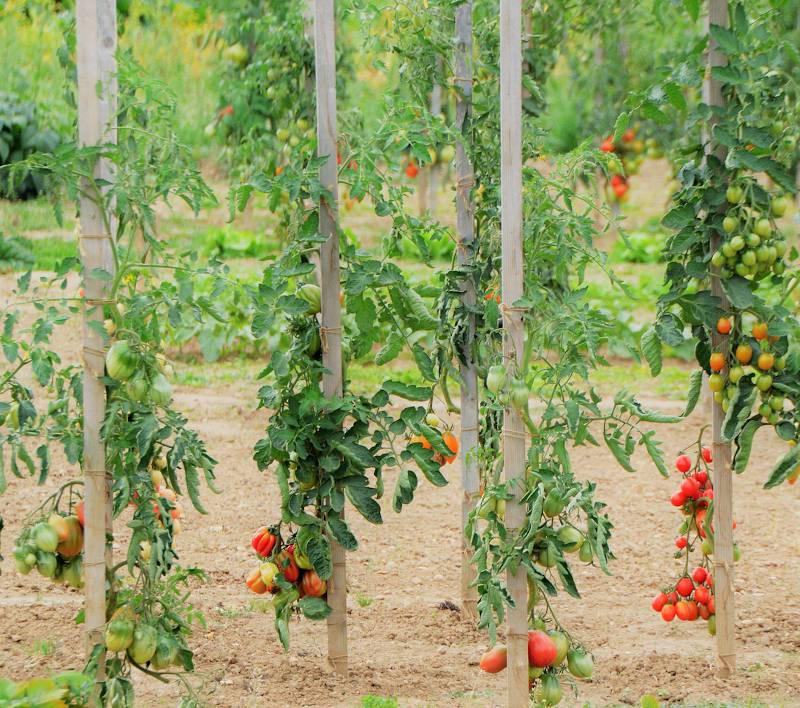 Entretien tomate