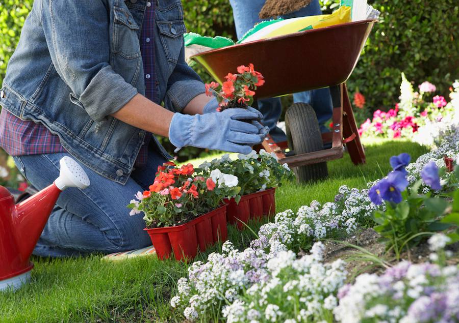 Quelle plante pour une bordure de jardin ? – Jardiner Malin